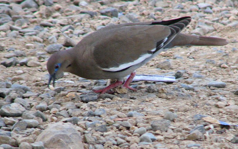 ملف:White-winged dove.jpg