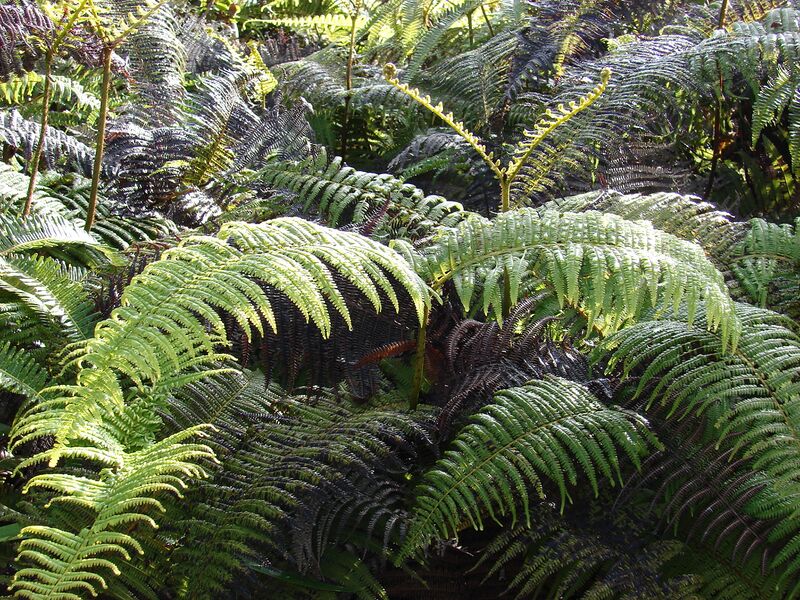 ملف:Starr 070405-6759 Diplopterygium pinnatum.jpg