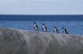 African Penguins Boulders Beach.JPG