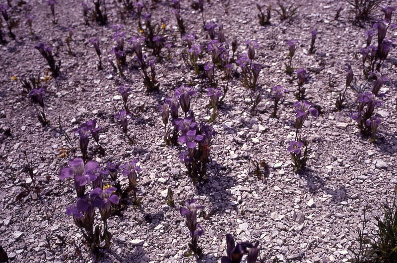 ملف:Gentianopsis detonsa NPS-1.jpg