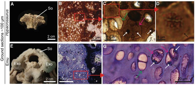 ملف:Hypacrosaurus & emu chondrocytes.jpeg