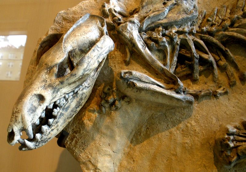 ملف:Lycopsis longirostris.JPG