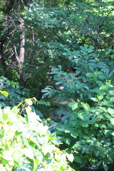 ملف:Packers Run.JPG