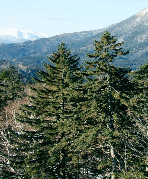 ملف:Picea jezoensis Mt Oakan.jpg