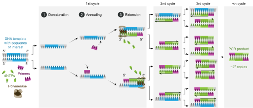ملف:Polymerase chain reaction-en.svg