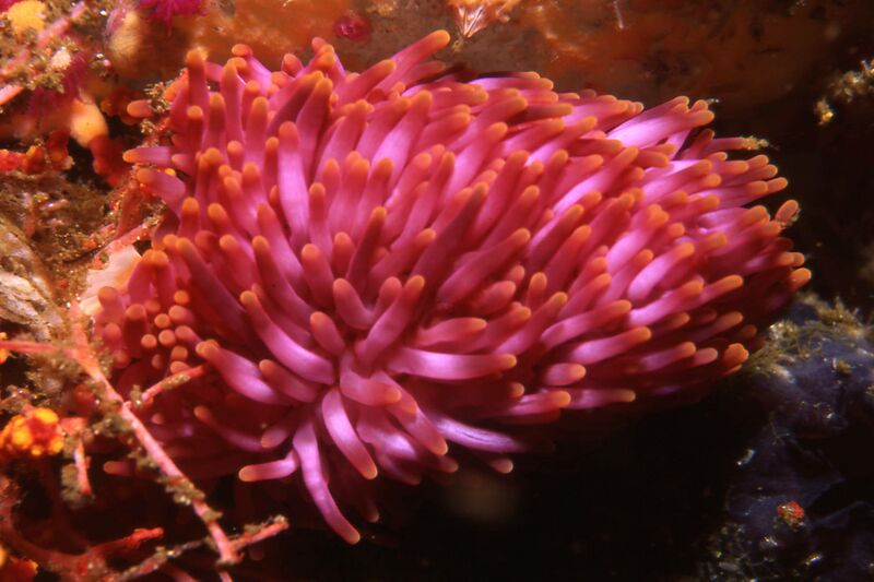 ملف:Preactis millardae02.jpg