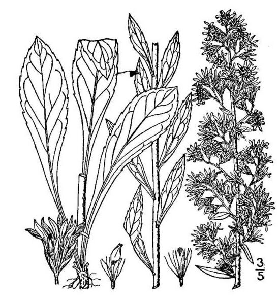 ملف:Solidago puberula01.jpg