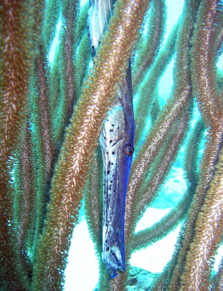 ملف:Trumpetfish.jpg