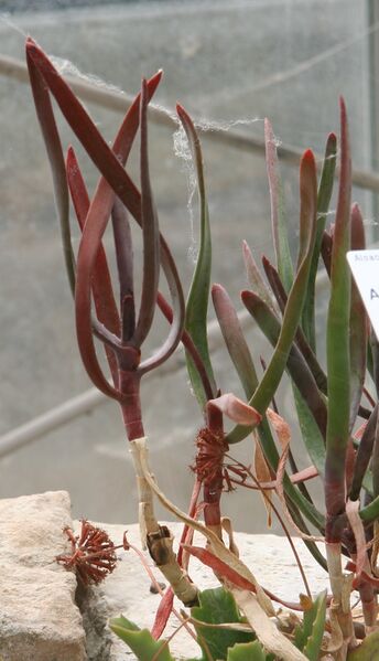 ملف:Aloe parallelifolia IMG 2127.jpg