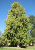 Cupressus funebris 02.jpg