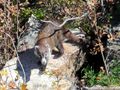 White-nosed Coati on Mt. Hopkins near Madera Canyon، أريزونا