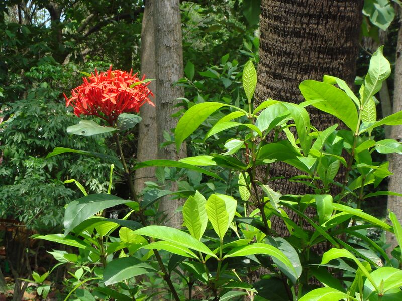ملف:Ixora chinensis.JPG