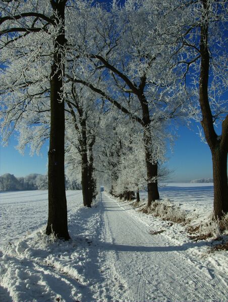 ملف:Baumallee auf dem Fürstenberg.jpg