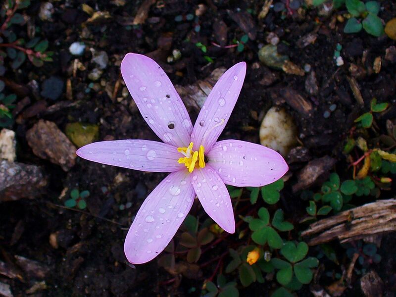 ملف:Colchicum alpinum 002.JPG