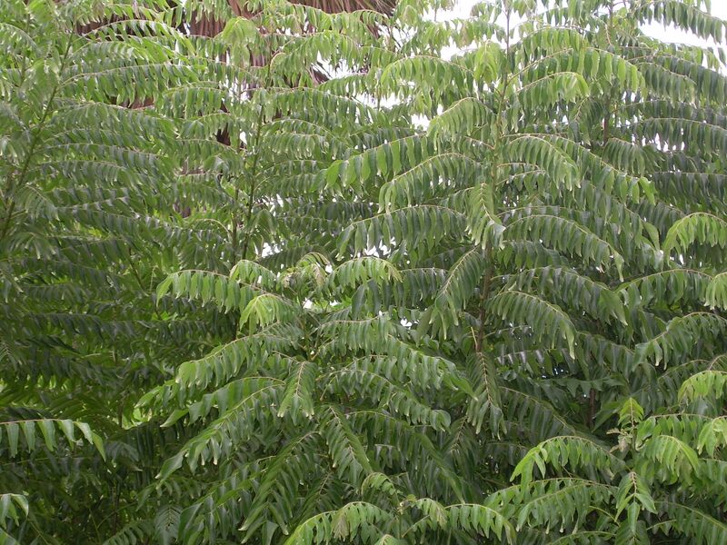 ملف:Curry Trees.jpg