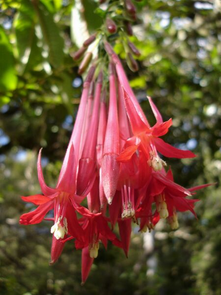 ملف:Fuchsia-boliviana-Réunion.jpg