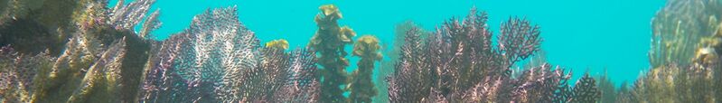 ملف:Mesoamerican Barrier Reef Banner.jpg