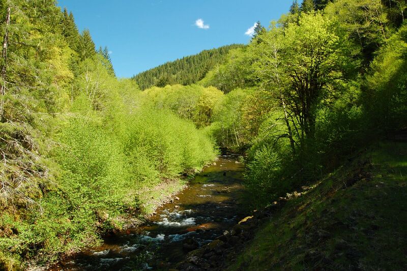 ملف:Salmonberry River (Oregon).jpg