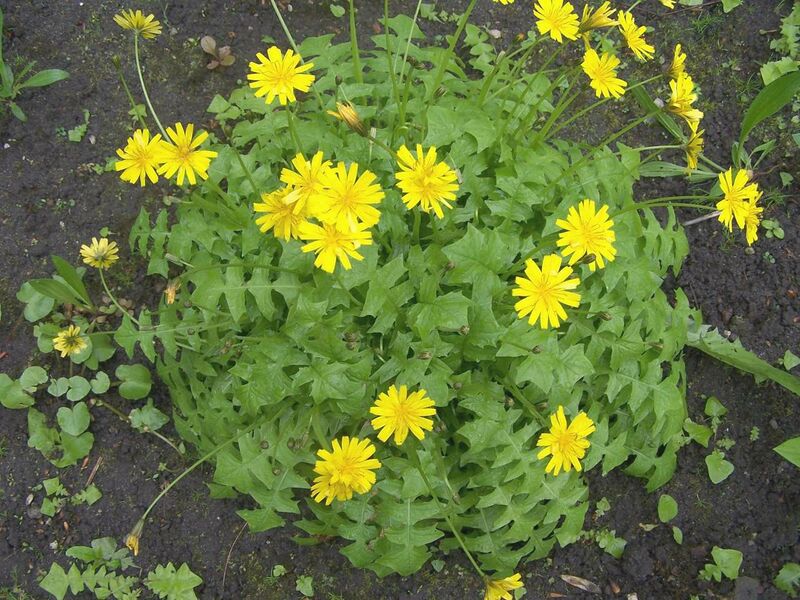 ملف:Aposeris foetida a1.jpg