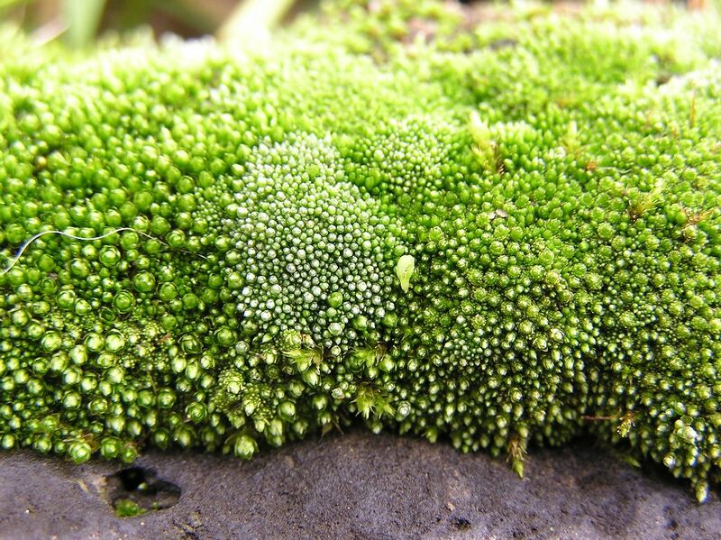 ملف:Bryum argenteum 2005.03.29 15.52.55.jpg