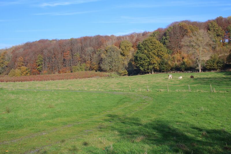 ملف:Kuitholbos 09.jpg