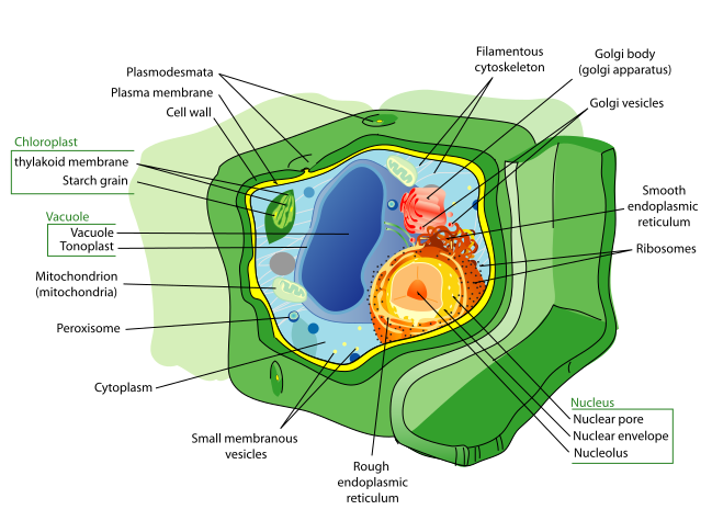 ملف:Plant cell structure svg.svg