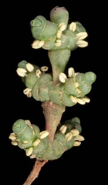 ملف:Tecticornia (15435464995).jpg