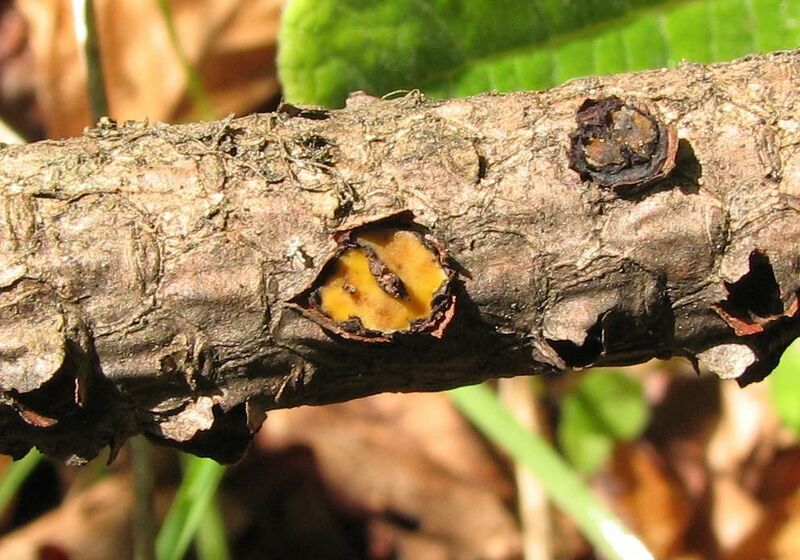 ملف:Zeus olympius 244931.jpg