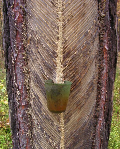 ملف:Zywicowanie 02.jpg