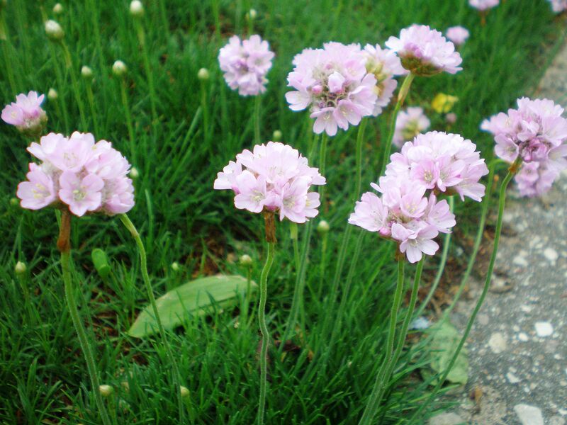 ملف:Armeria maritima001.JPG