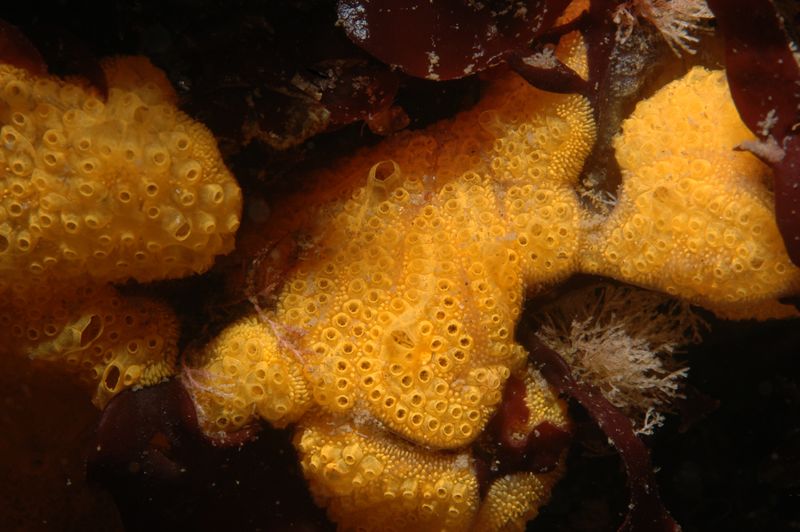 ملف:Botrylloides violaceus.jpg