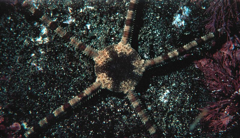 ملف:Brittlestar 300.jpg