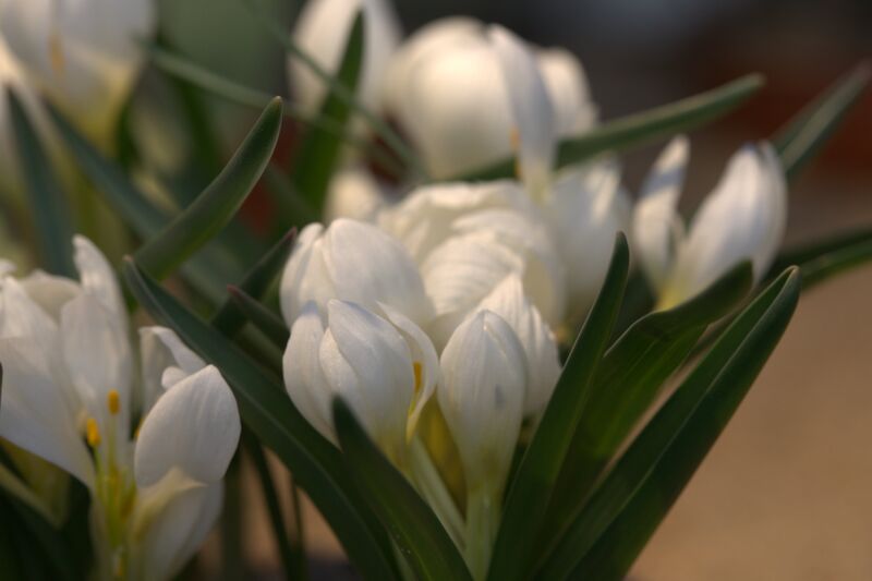 ملف:Colchicum trigynum GotBot 2016.jpg