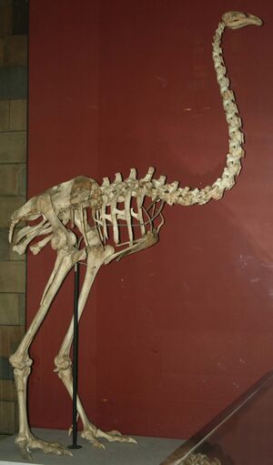 Dinornis maximus, Natural History Museum (PV A 608).jpg
