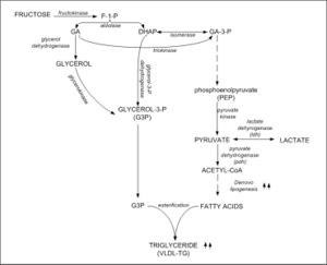 Fructose-triglyceride.jpg