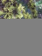 Letharia sp. with Bryoria sp. on pine branches near Blackpine Lake, Washington State