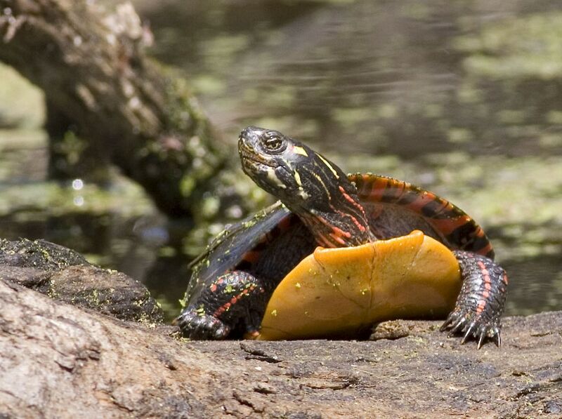 ملف:Painted turtle.jpg