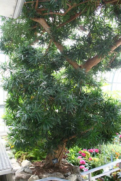 ملف:Podocarpus macrophyllus.jpg