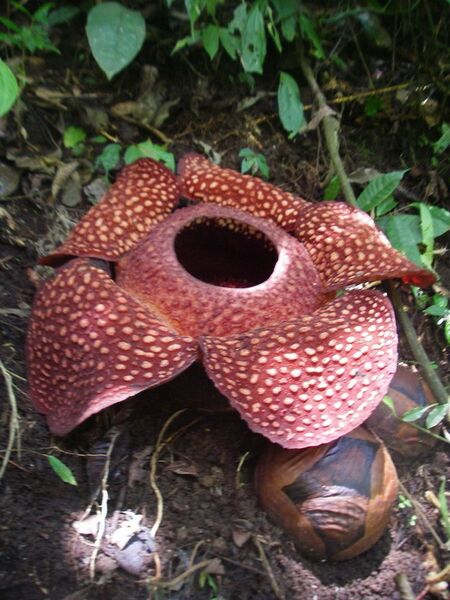 ملف:Rafflesia sumatra.jpg