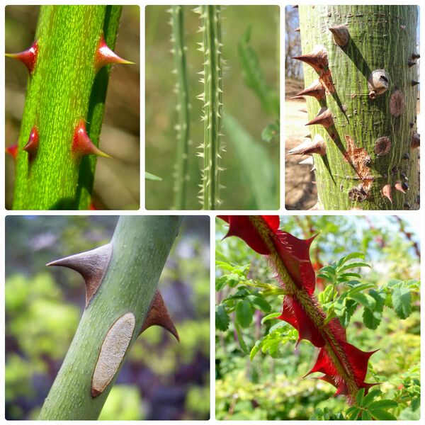 ملف:Aiguillons (collage).jpg