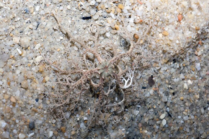 ملف:Basket star (Family Euryalidae).jpg