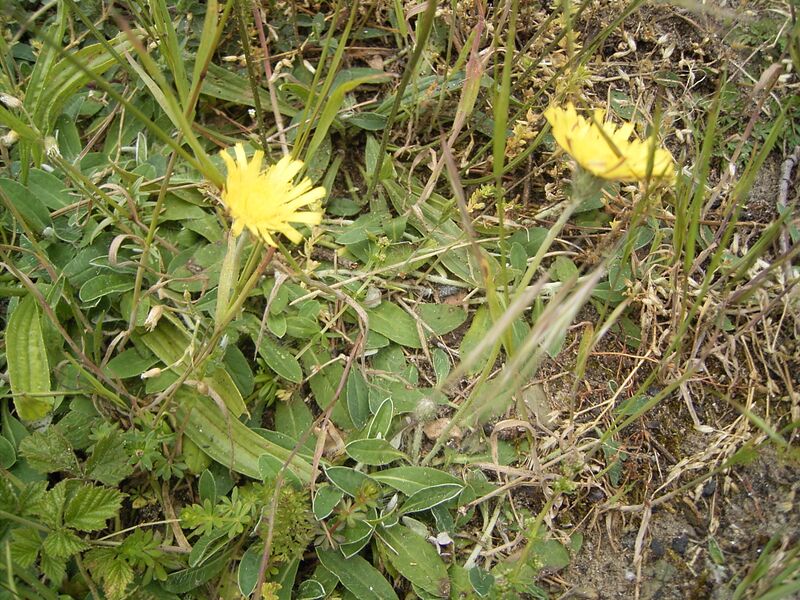 ملف:Hieracium pilosella plant.jpg
