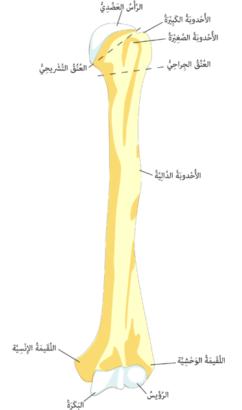 ملف:HumerusFront-ar.png