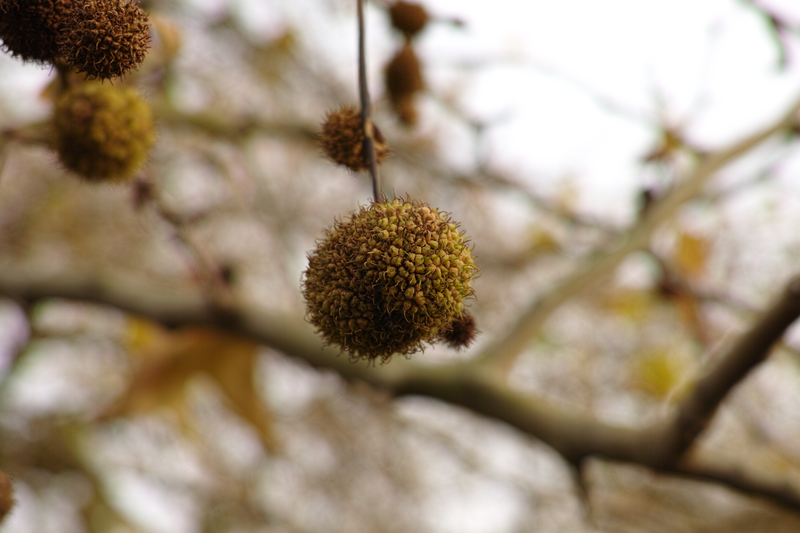 ملف:London Plane fruit.png