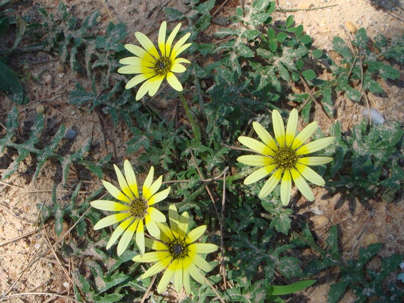 ملف:Arctotheca calendula 2.JPG
