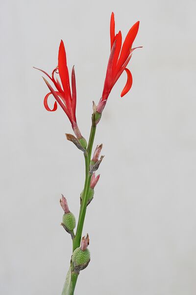 ملف:Canna indica.jpg