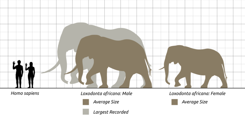 ملف:African-Elephant-Scale-Chart-SVG-Steveoc86.svg