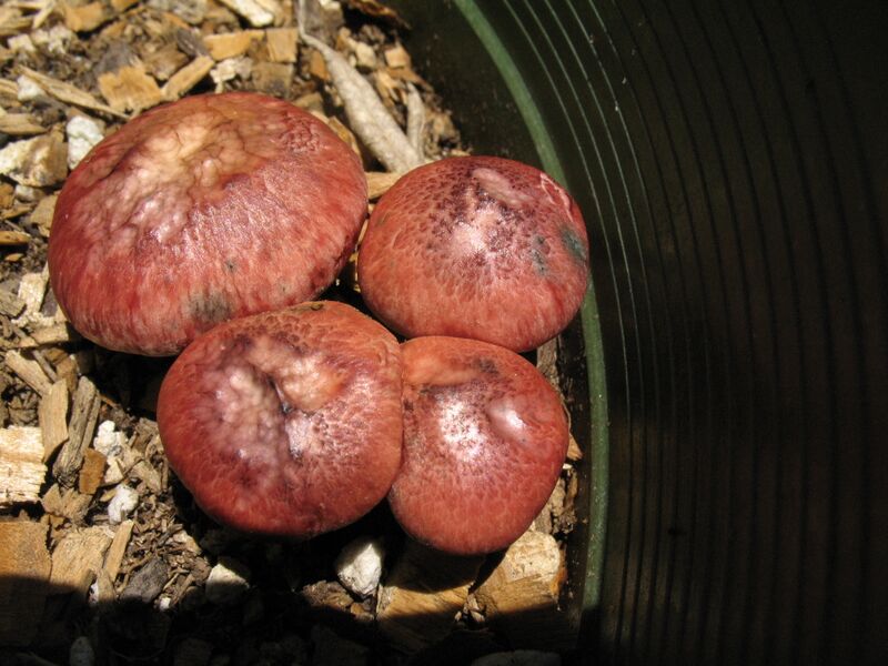 ملف:Gymnopilus luteofolius.jpg