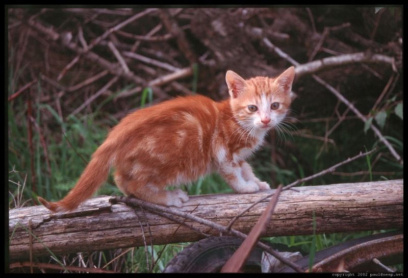 ملف:KittenAgiosGeorgiosCrete.jpg