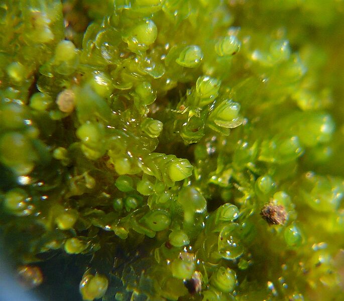 ملف:Nardia scalaris 300908.jpg